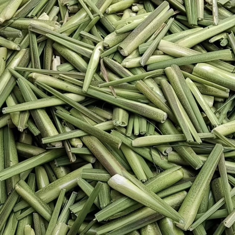 【茭白苗】浙茭8号美人茭北京茭基地直发！