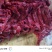 牛肉黄牛肉正宗放养牛肉品质保证量大从优欢迎咨询