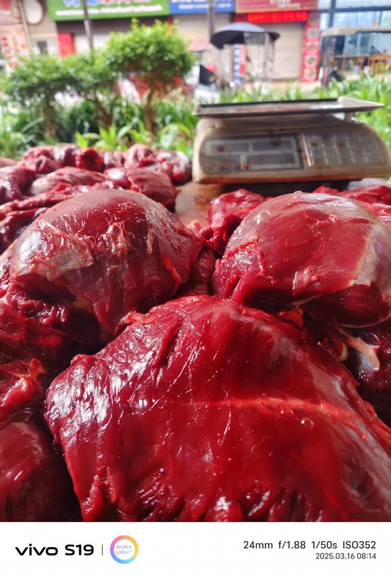牛肉黄牛肉正宗放养牛肉品质保证量大从优欢迎咨询