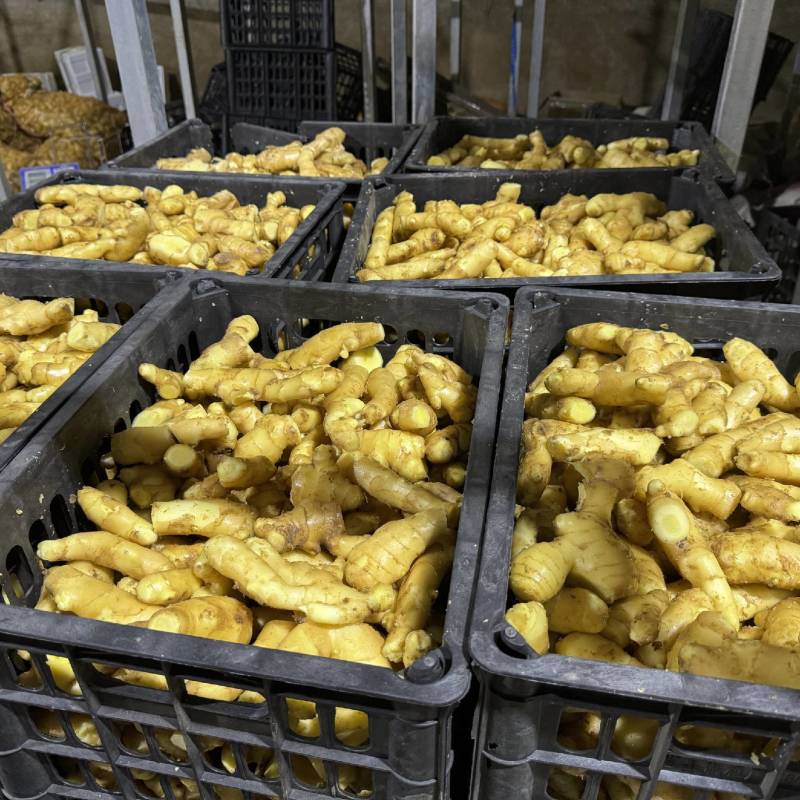 精品大黄姜水洗姜风干姜小黄姜各种规格全国配送