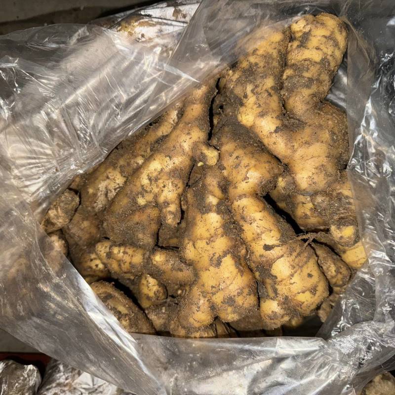 优选大黄姜水洗姜风干姜鲜姜一手货源全国发货