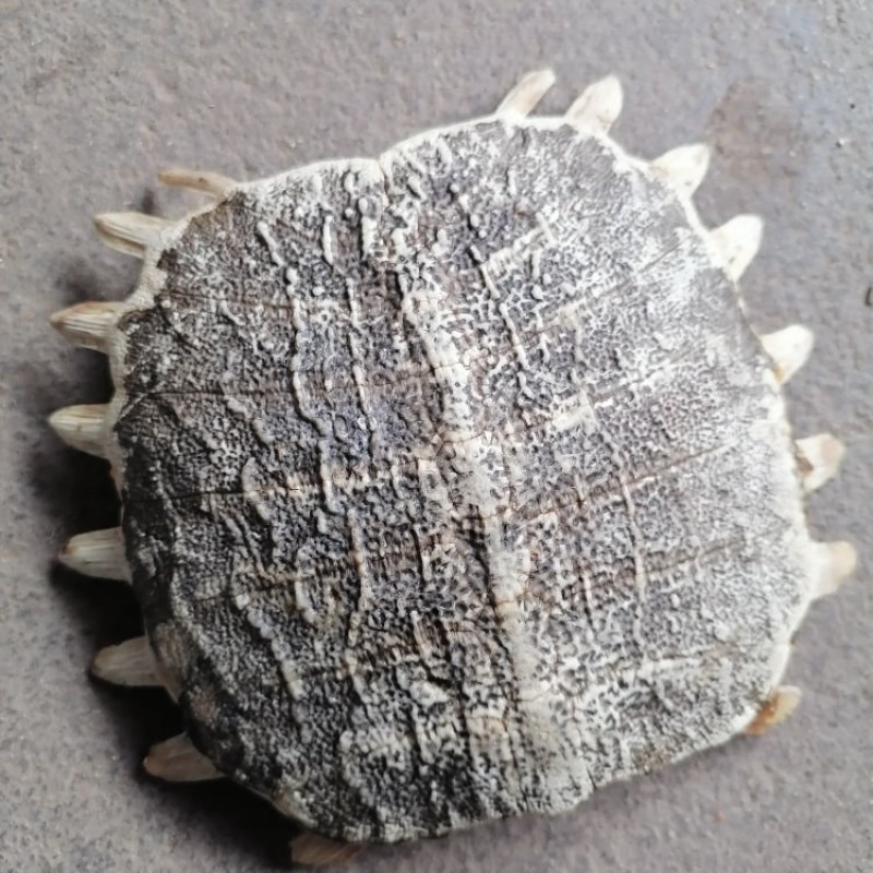 甲鱼壳