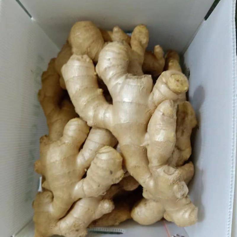 优选好货大黄姜一手货源基地直发常年供应可视频