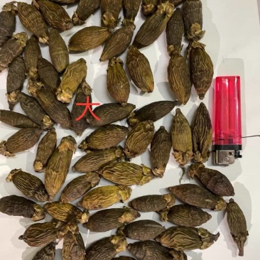 槟榔品质保证价钱可谈视频看货