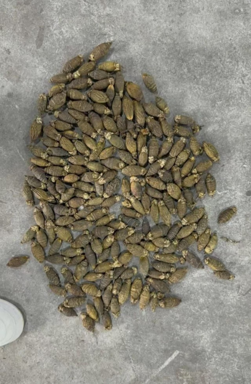 槟榔品质保证价钱可谈视频看货