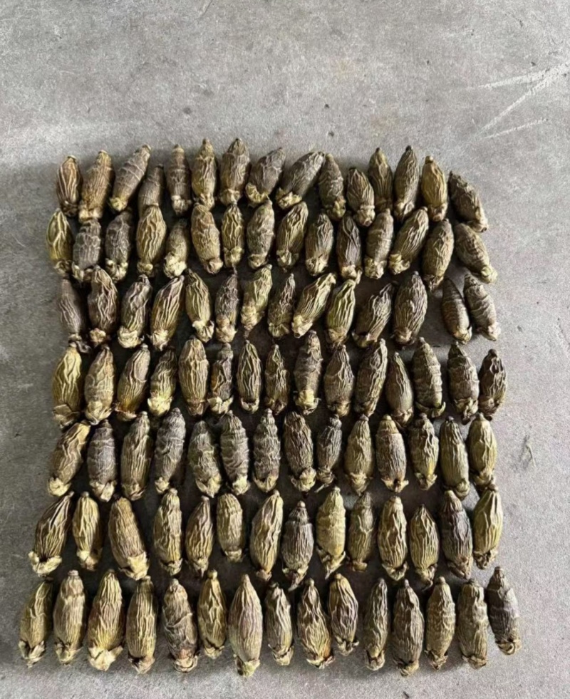 槟榔品质保证价钱可谈视频看货