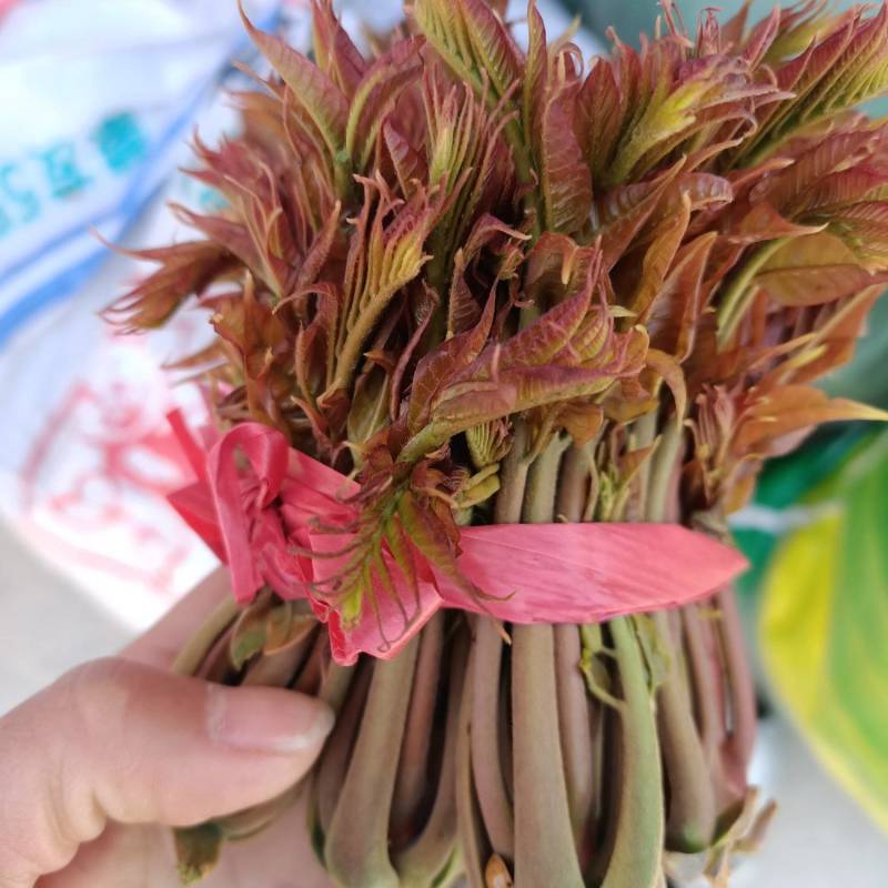山东头茬香椿芽新鲜野生红油香椿露天现摘鲜嫩