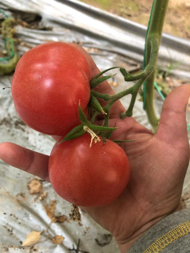 普罗旺斯产地批发一手货源量大从优质量保证欢迎咨询