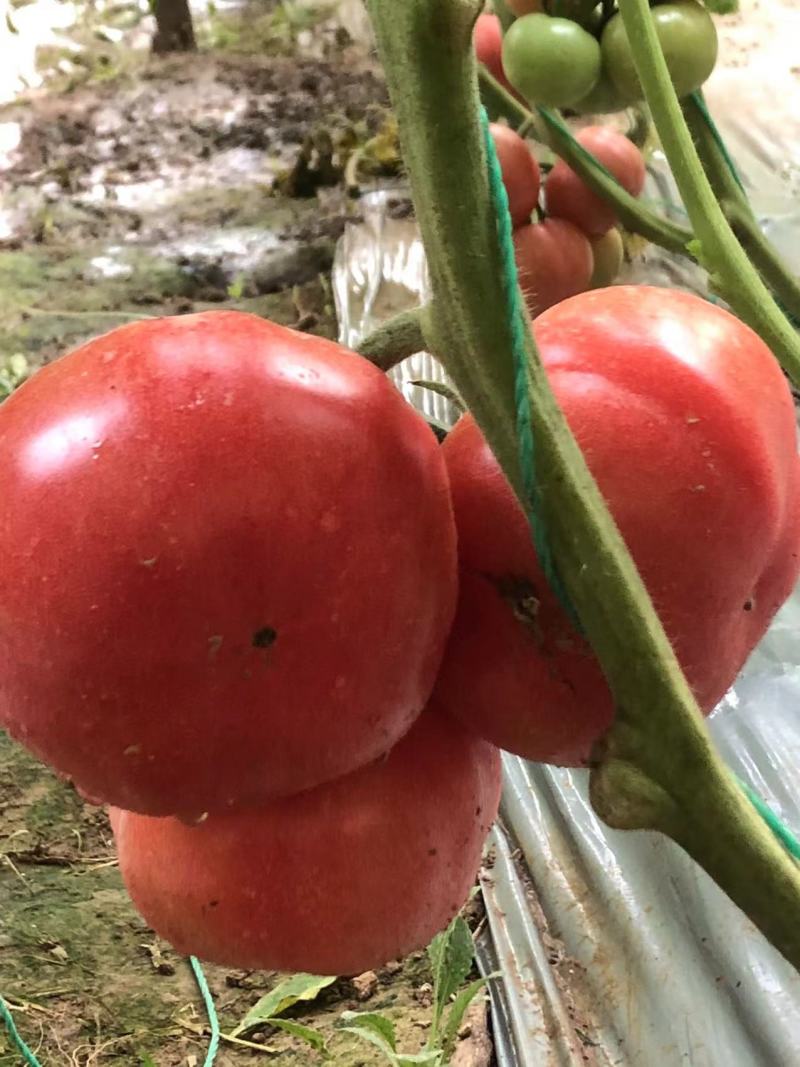 普罗旺斯产地批发一手货源量大从优质量保证欢迎咨询