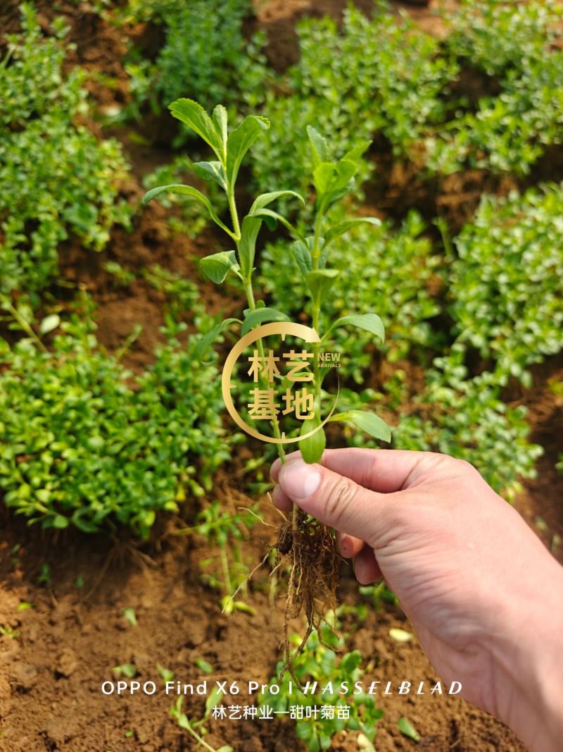 甜叶菊苗甜菊叶苗阳台盆栽甜叶菊苗甜叶菊幼苗甜叶薄荷苗