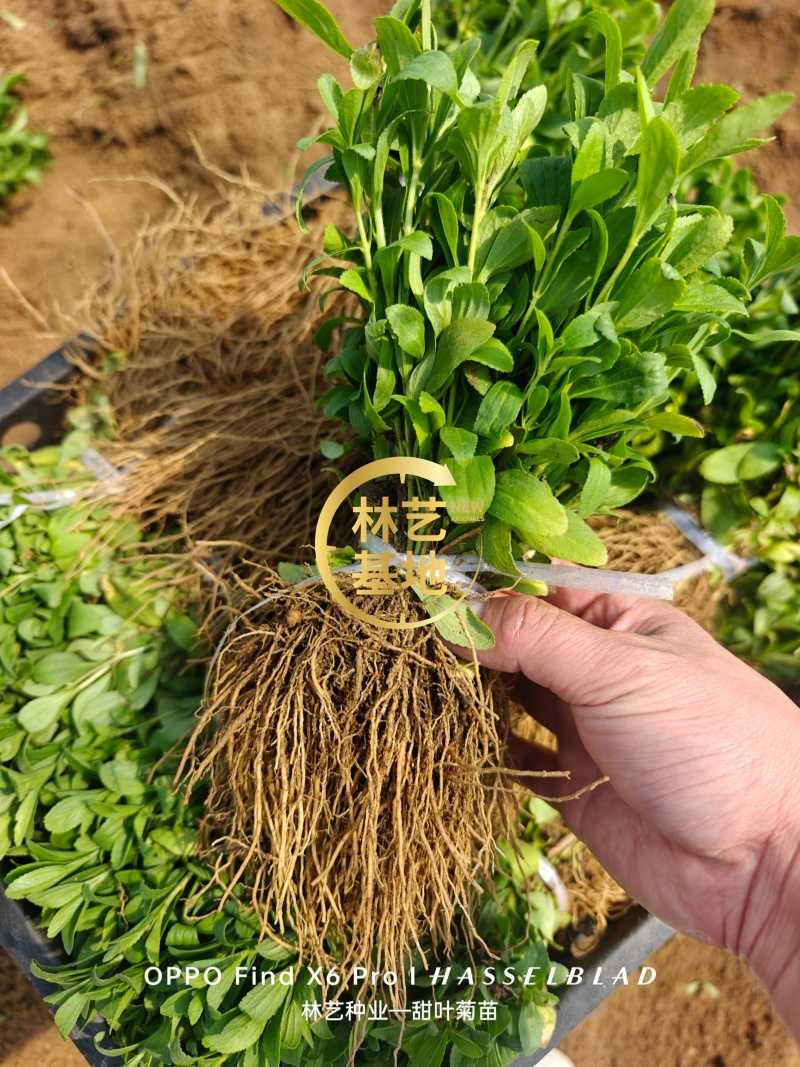 甜叶菊苗甜菊叶苗阳台盆栽甜叶菊苗甜叶菊幼苗甜叶薄荷苗