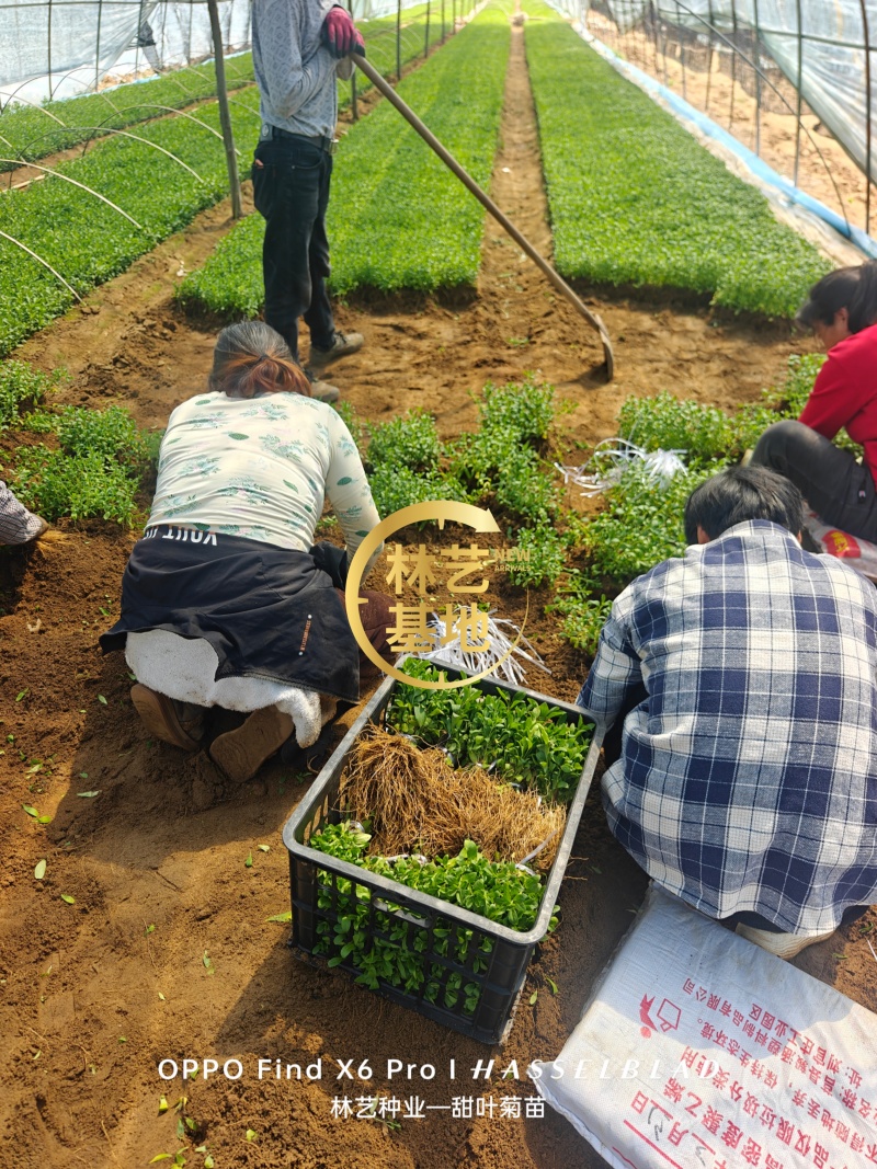 甜叶菊苗甜菊叶苗阳台盆栽甜叶菊苗甜叶菊幼苗甜叶薄荷苗