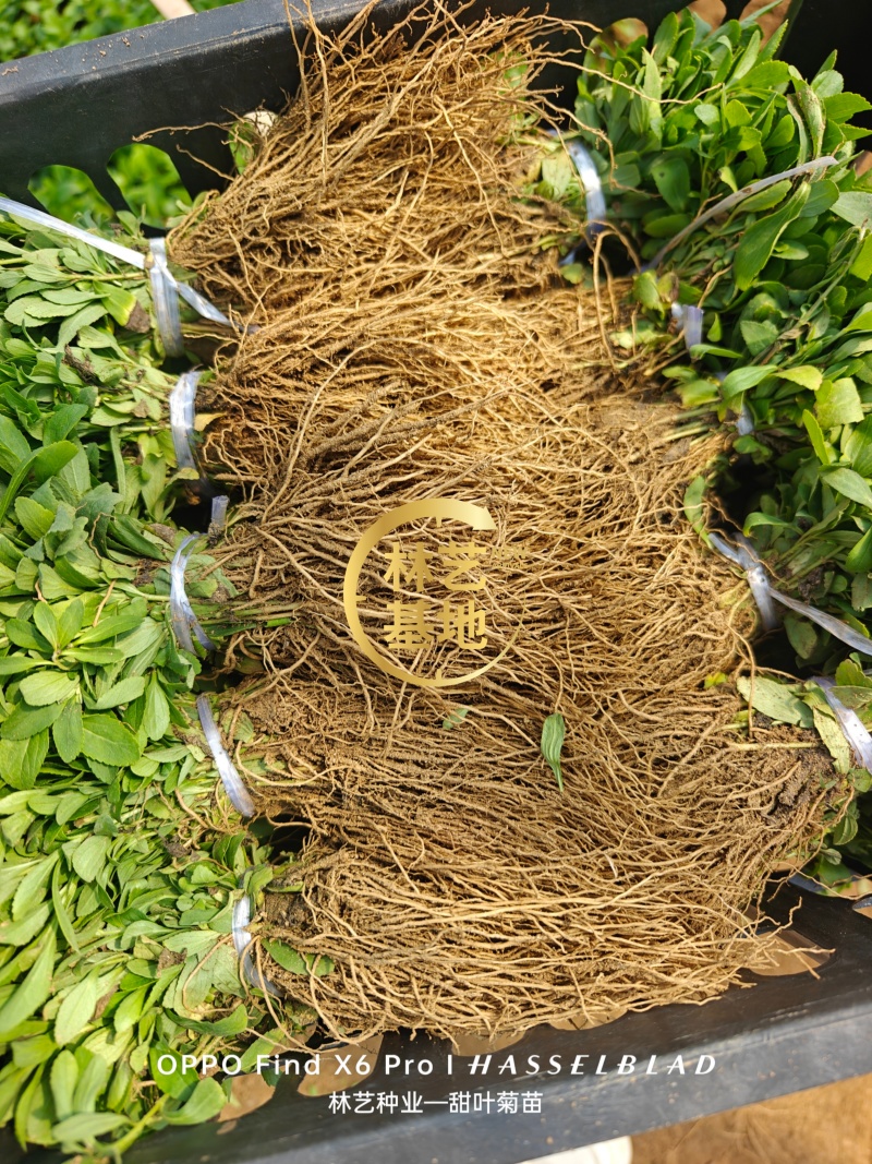 甜叶菊苗甜菊叶苗阳台盆栽甜叶菊苗甜叶菊幼苗甜叶薄荷苗