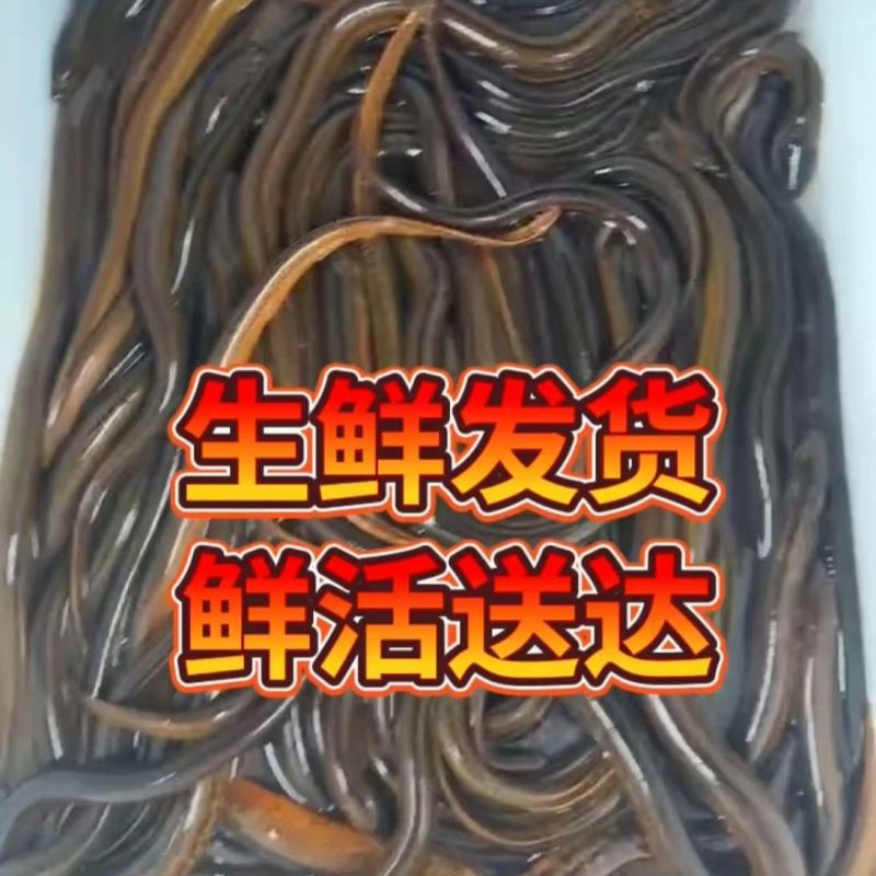 生态稻田野生黄鳝
