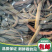生态稻田野生黄鳝