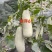 【推荐】山东博洋甜瓜大量上市中现摘现发一条龙服务量大从优