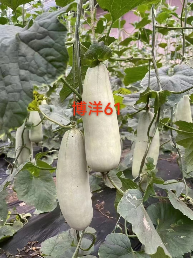 【推荐】山东博洋甜瓜大量上市中现摘现发一条龙服务量大从优