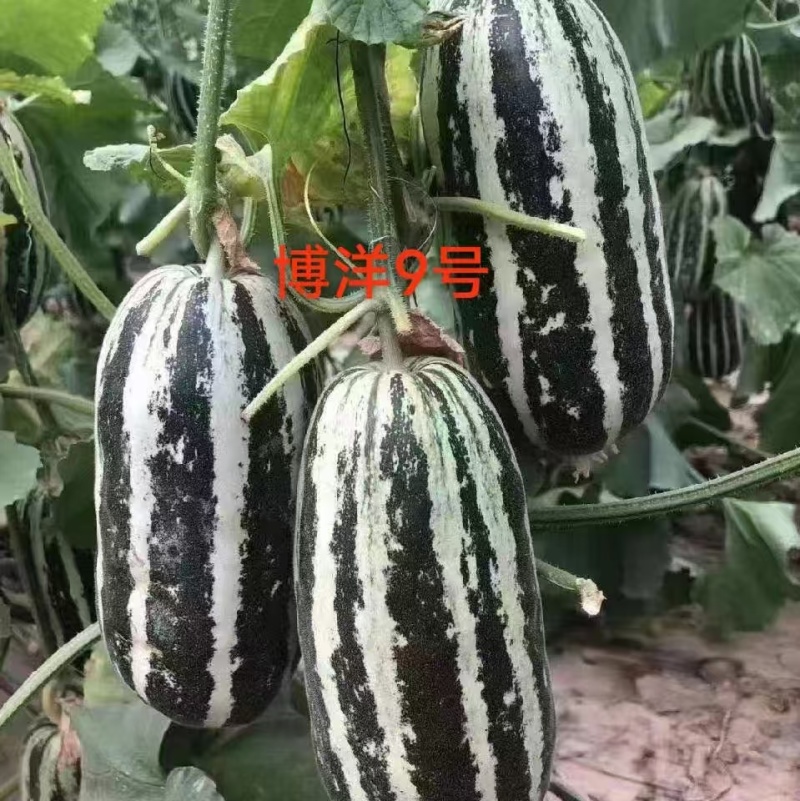 【推荐】山东博洋甜瓜大量上市中现摘现发一条龙服务量大从优