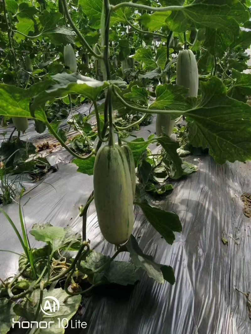 【推荐】山东博洋甜瓜大量上市中现摘现发一条龙服务量大从优