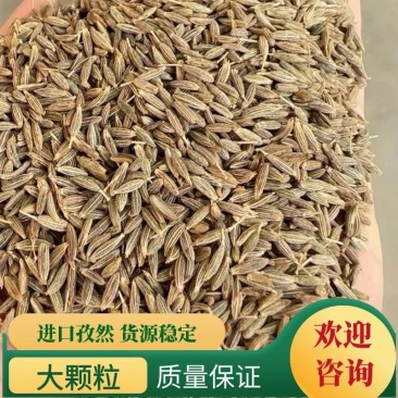 印度进口孜然大颗粒过筛过风各种品质常年批发