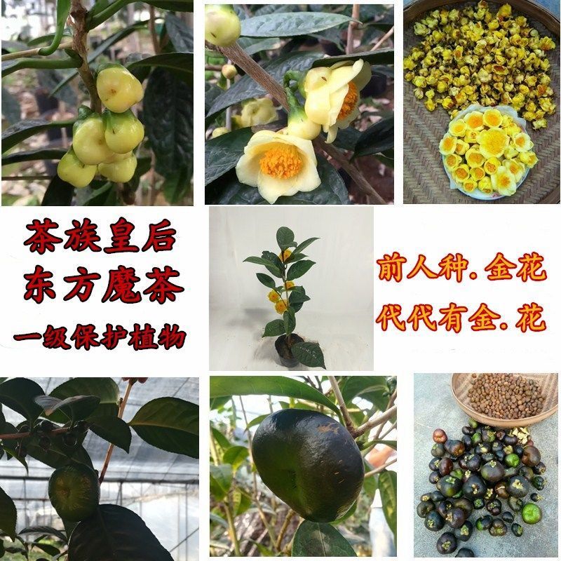 防城苗盆栽精品苗产地批发质量保证