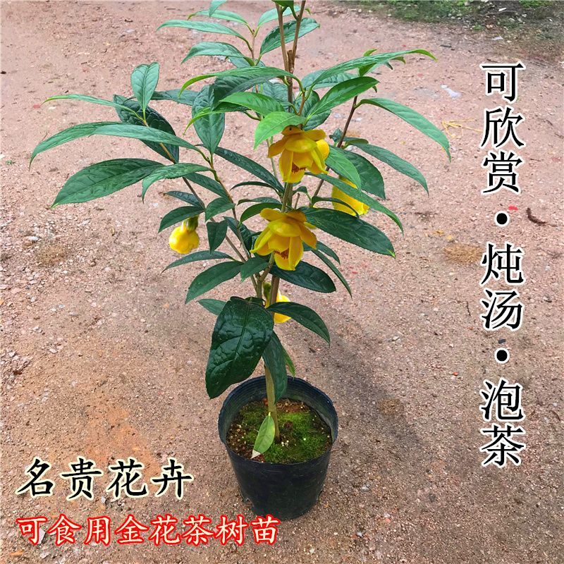 防城苗盆栽精品苗产地批发质量保证