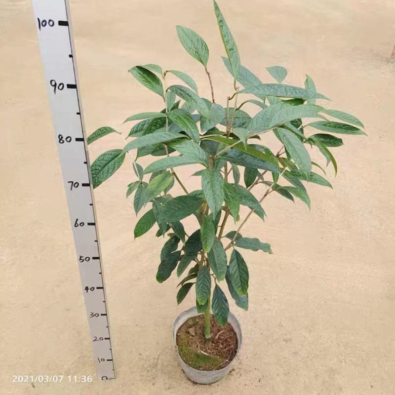 防城苗盆栽精品苗产地批发质量保证