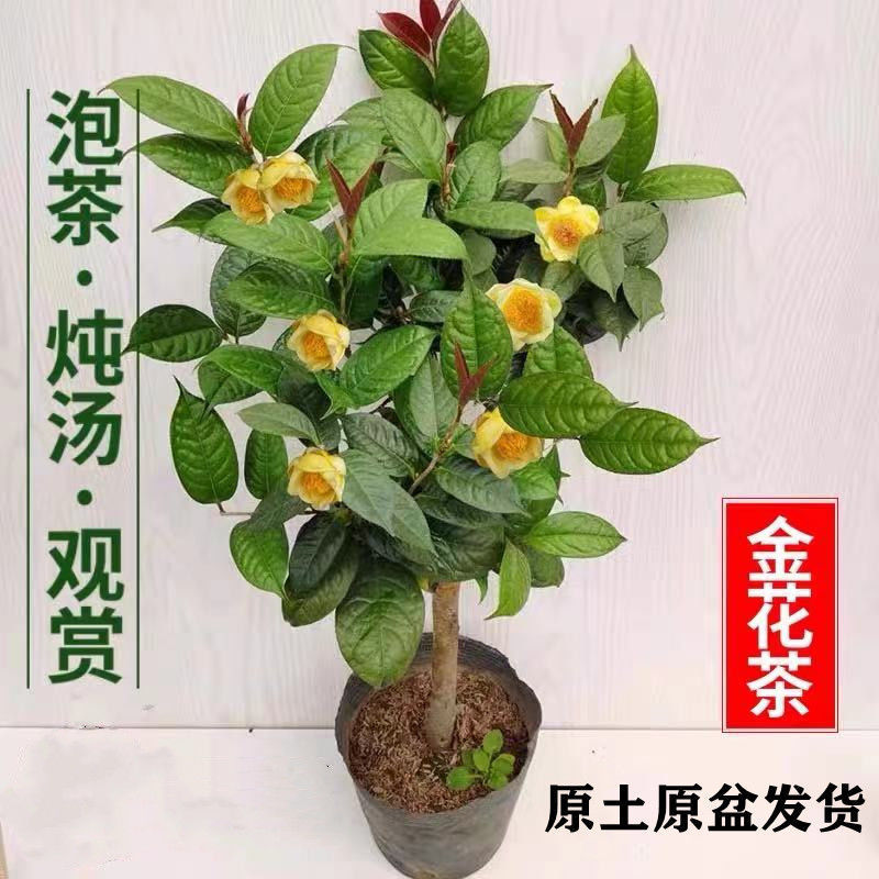 防城苗盆栽精品苗产地批发质量保证