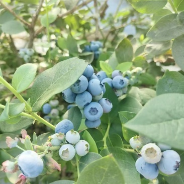 L11蓝莓，现货，量大对接全部市场，批发，电商，各类平台