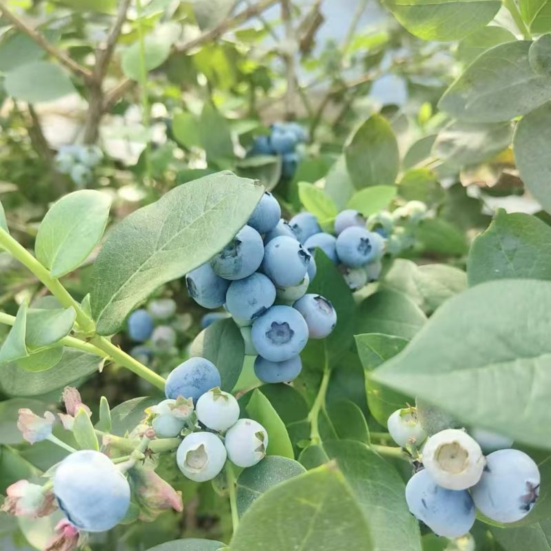 L11蓝莓，现货，量大对接全部市场，批发，电商，各类平台