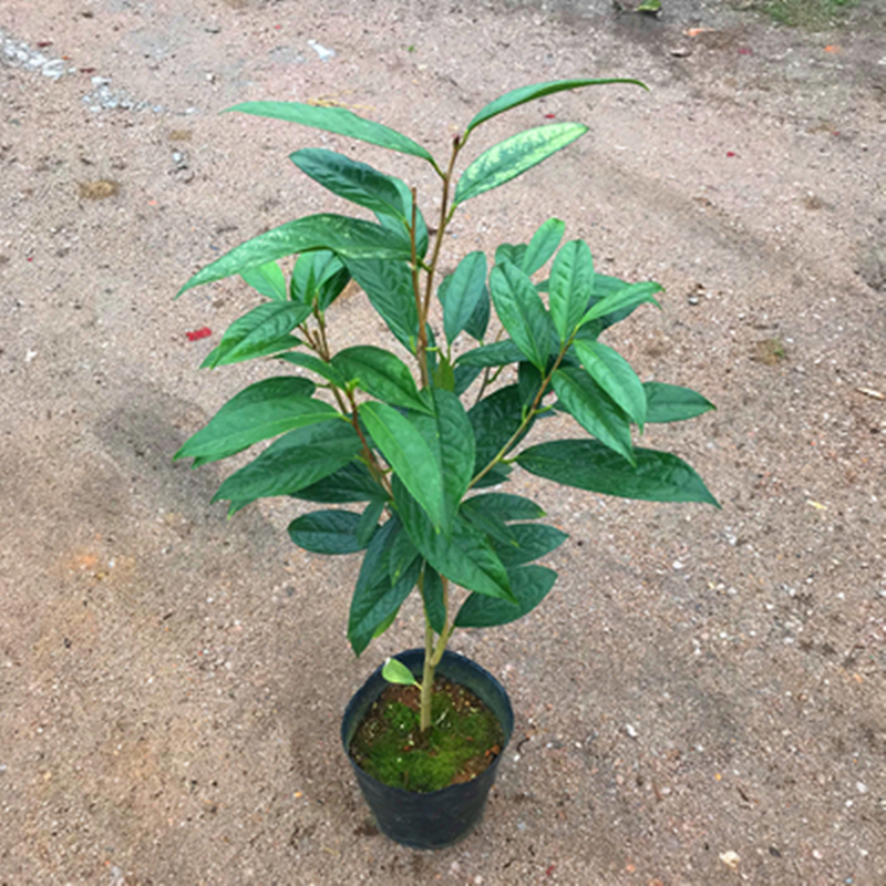 防城苗盆栽精品苗产地批发质量保证