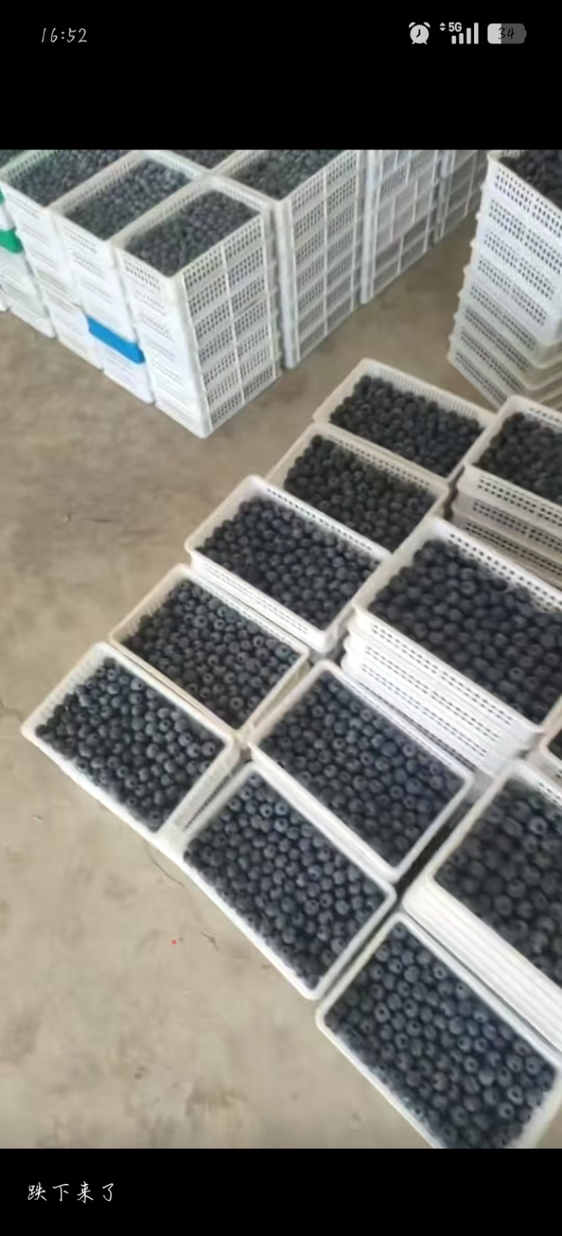 精品瑞卡蓝莓，现货，量大对接全部市场，批发，电商