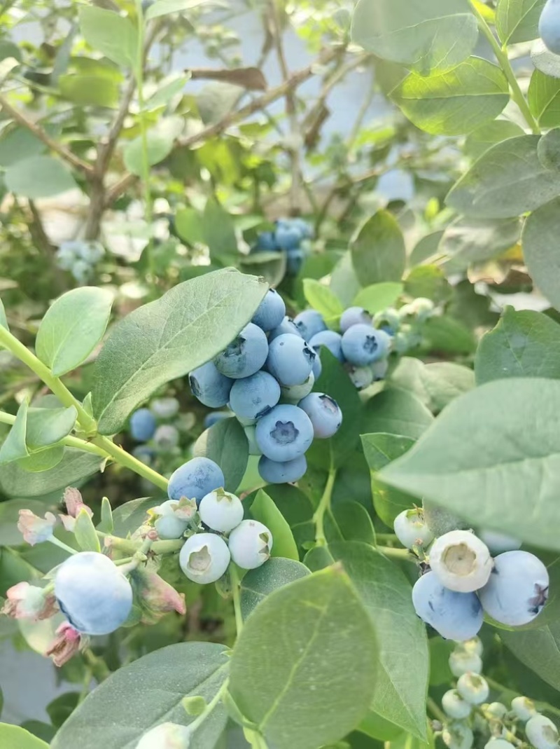 精品瑞卡蓝莓，现货，量大对接全部市场，批发，电商