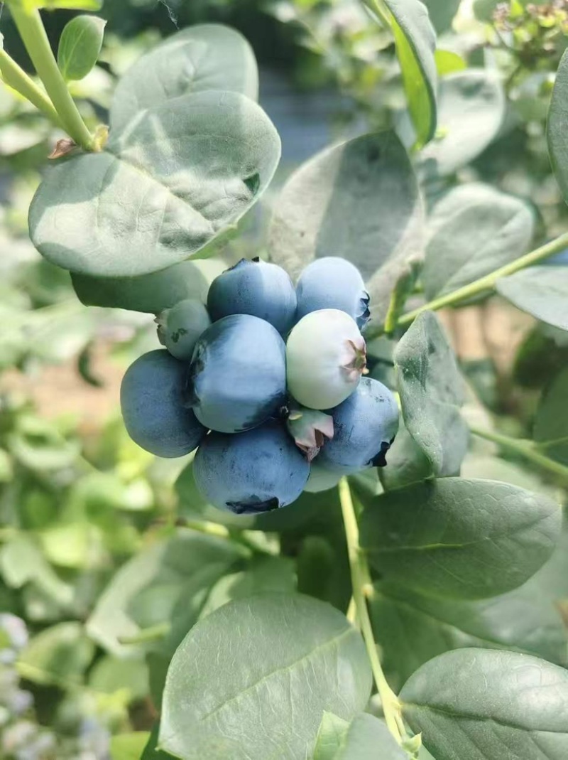 精品瑞卡蓝莓，现货，量大对接全部市场，批发，电商