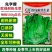 先字牌欧绿耐热生菜种子意大利耐抽苔生菜籽四季杂交蔬菜种子