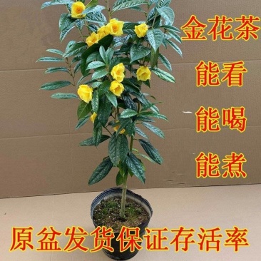 防城苗盆栽精品苗产地批发质量保证