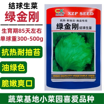 绿金刚结球生菜种子早熟耐热耐寒耐抽苔油绿包心生菜球生菜种