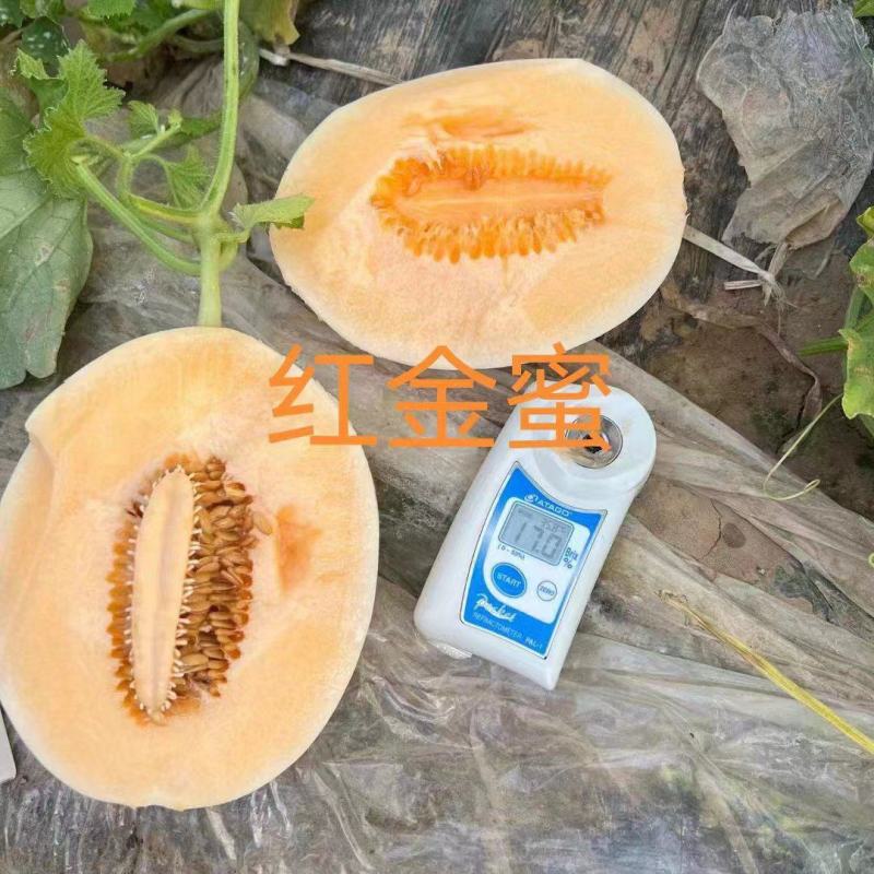 《红金蜜甜瓜》山山东大量现货上市中现摘现发量大从优保质保