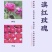 食用玫瑰花苗食用玫瑰苗四季香水玫瑰量大从优全国适合栽种