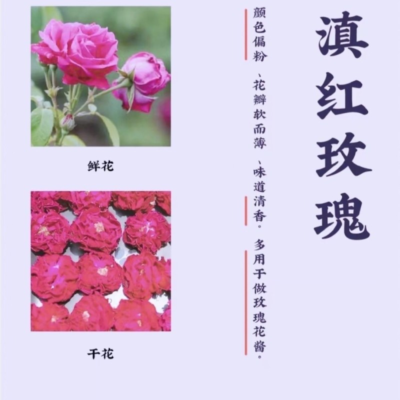 食用玫瑰花苗食用玫瑰苗四季香水玫瑰量大从优全国适合栽种