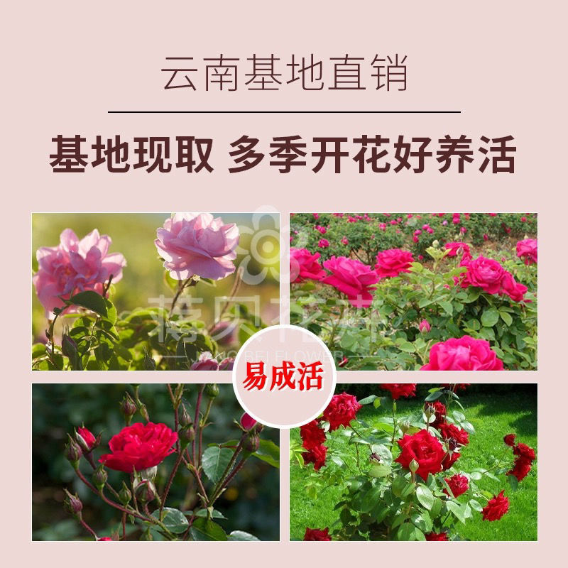 食用玫瑰花苗食用玫瑰苗四季香水玫瑰量大从优全国适合栽种