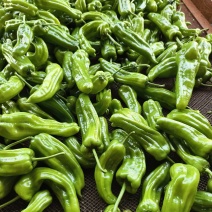 广东薄皮苏椒