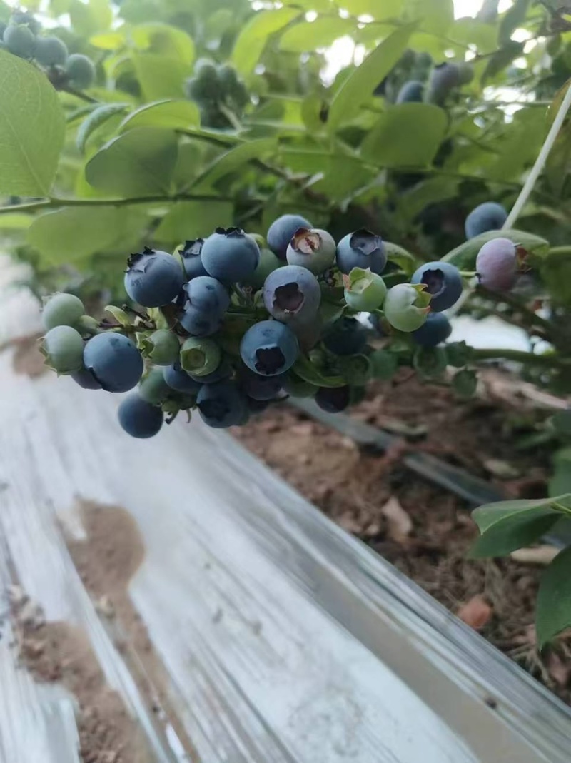 精品蓝莓，现货，量大对接全部市场，批发，电商，各类平台