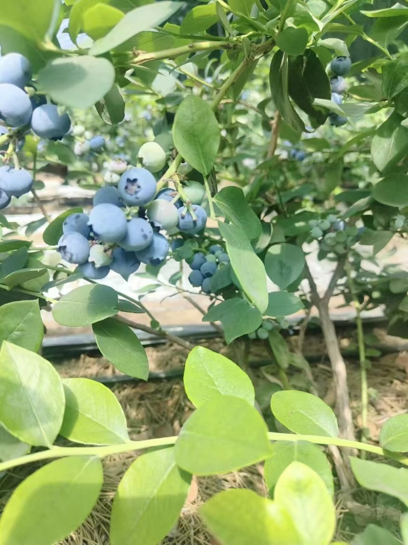 精品蓝莓，现货，量大对接全部市场，批发，电商，各类平台