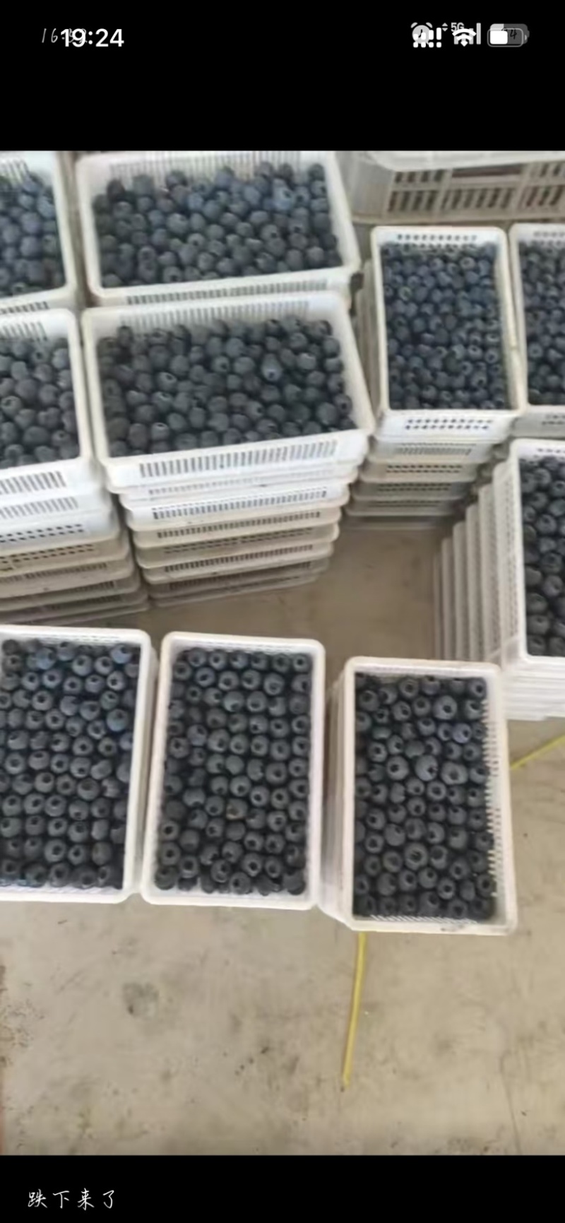 精品蓝莓，现货，量大对接全部市场，批发，电商，各类平台
