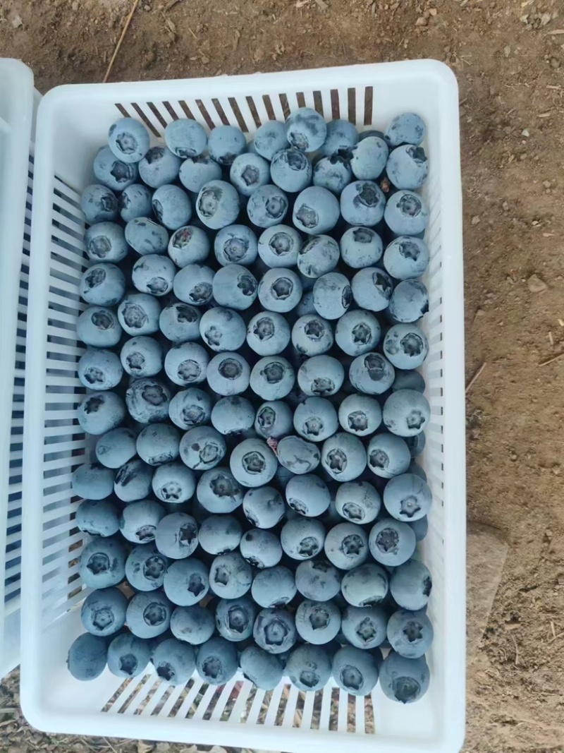 精品蓝莓，现货，量大对接全部市场，批发，电商，各类平台
