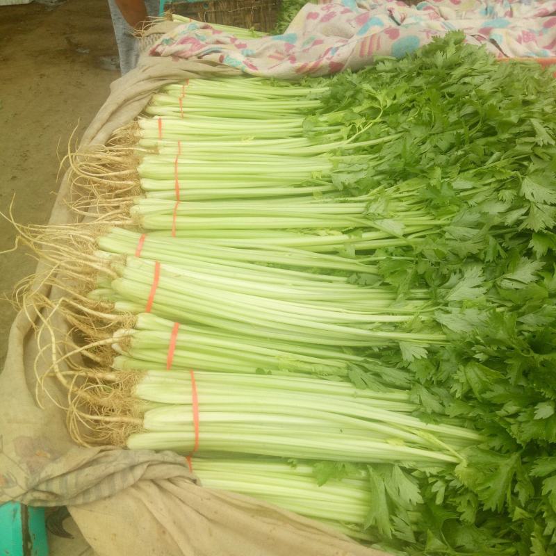 优质香芹一手货源量大从优品质保证