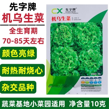 先字牌机乌生菜种子耐热耐烧心大速生菜种子春夏秋四季蔬菜种