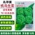 先字牌机乌生菜种子耐热耐烧心大速生菜种子春夏秋四季蔬菜种