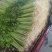 优质香芹一手货源量大从优品质保证